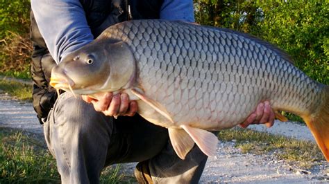 24 Most Popular Types of Carp .
